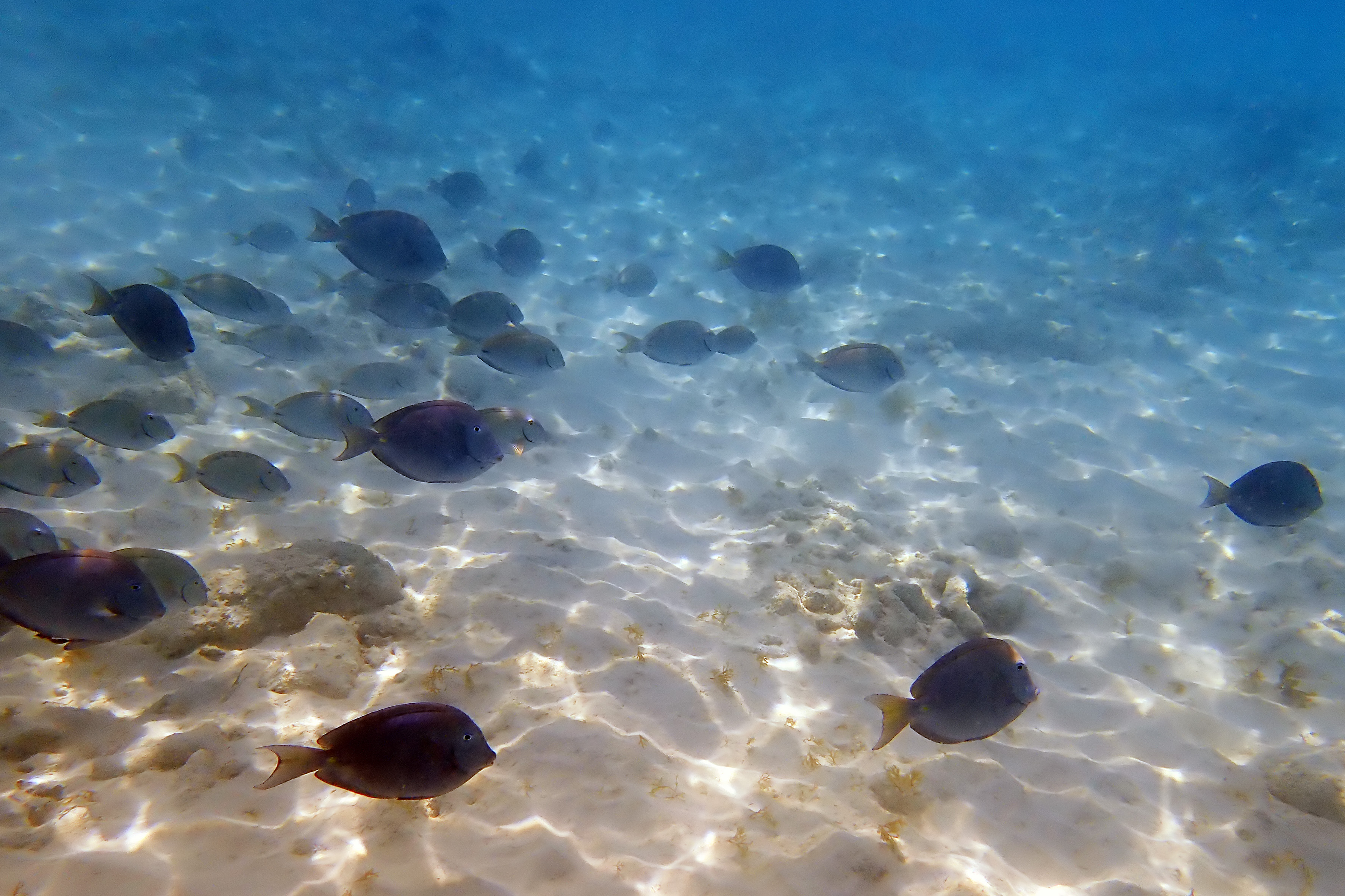 2018-01-24 - 13-37-04 - Klein Curacao - Fische